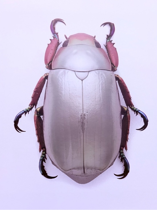 Christopher Marley Other - Christopher Marley print 9 x 12. Titled Jewel Scarab. Silver Metallic Scarabo.